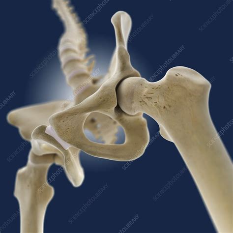 Hip Anatomy Artwork Stock Image C0131427 Science Photo Library
