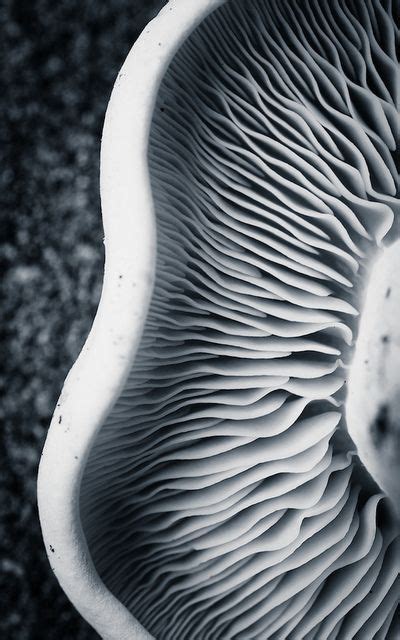 31 Natural Forms Photography Ideas Natural Forms Patterns In Nature