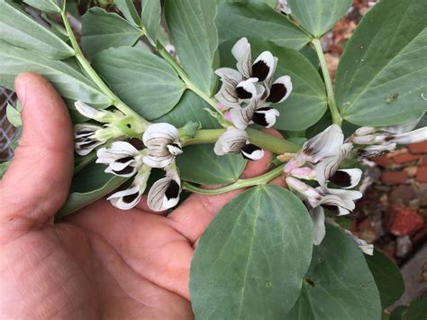 Growing Broad Beans In Containers