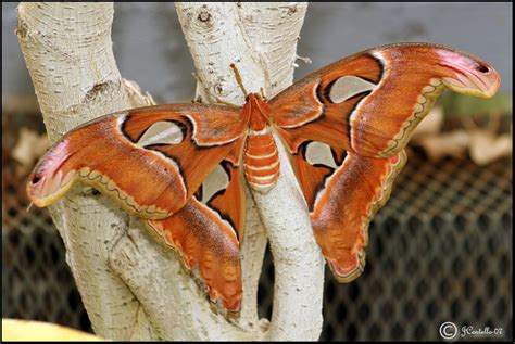 Luna moths are large, beautifully colored insects. TrekNature | Atlas Moth Photo