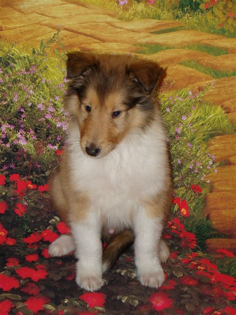 Flickriver Searching For Photos Matching Rough Collie Puppies