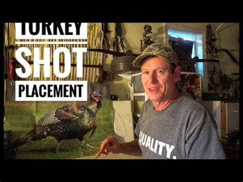 Shot Placement For Bowhunting Turkey Results You Can Expect From