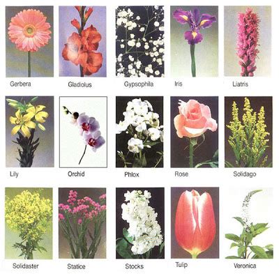 List of flower names with pictures of flowers and example sentences. flowers for flower lovers.: flowers names.