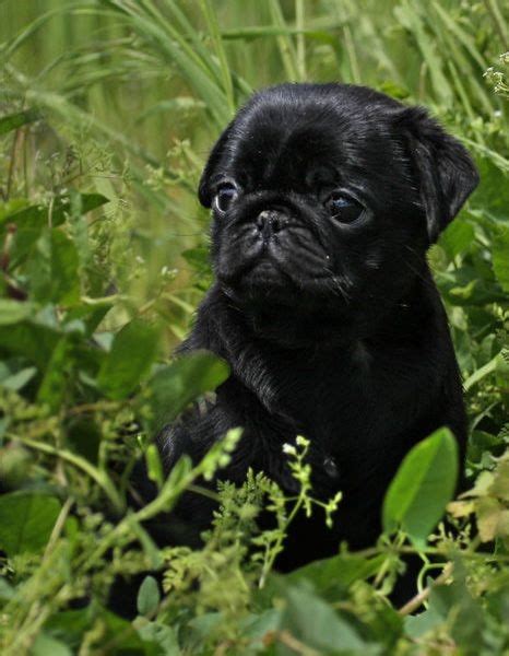 Pin By Bailey Puggins The Pug On Black Pug Puppies Black Pug Puppies