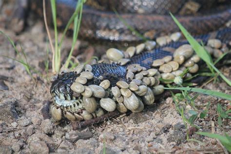 This Snake Covered In Ticks Natureismetal