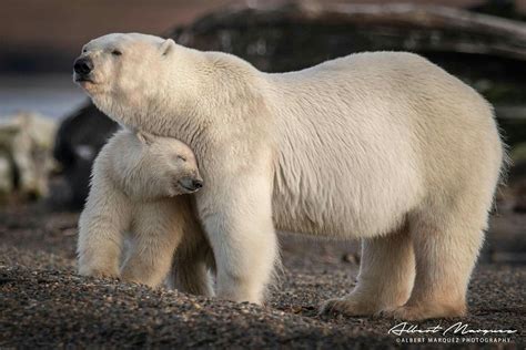 Pin By Melodie Szakats On Alaska Bear Polar Bear Animals