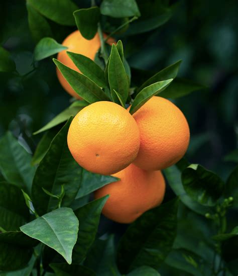 How To Grow Citrus Trees And Care For Them Australian House And Garden