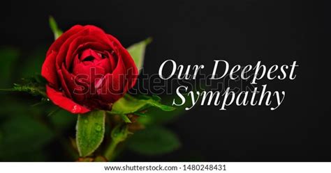 Our Deepest Sympathy Card Red Rose Stock Photo Edit Now 1480248431