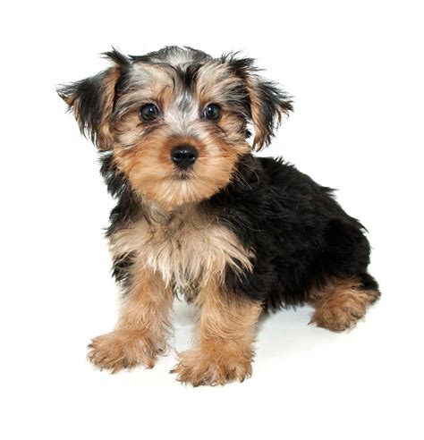 Morkie Dog Breed » Everything About Morkies