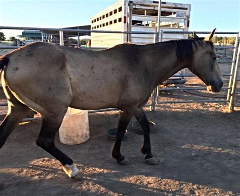 He is incredibly kind and easy to ride, with fluid lateral uncomplicated transitions, and soft in the mouth…. Buckskin Mustang gelding needs help! - Horse Plus Humane ...