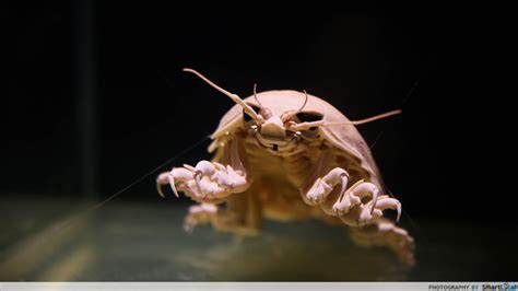 10 Weird And Wonderful Creatures You Can See At The Deep