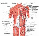 Upper Core Muscles Pictures