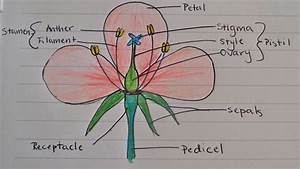 Identify And Label Diagram Of Flower