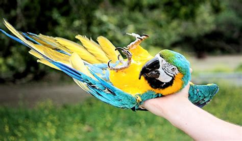 Selecting The Right Pet Bird For Kids Animal City