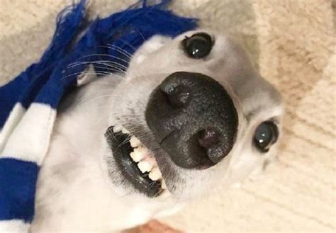 Pes S „lidskými Zuby“ Pomáhá Své Majitelce Nacházet Nové Přátele