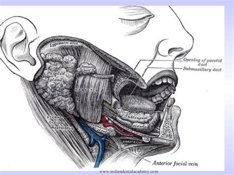 Salivary Glands And Saliva Oral Surgery Courses