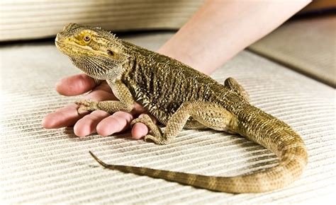22 Types Of Bearded Dragon Morphs And Colors With Pictures 2022