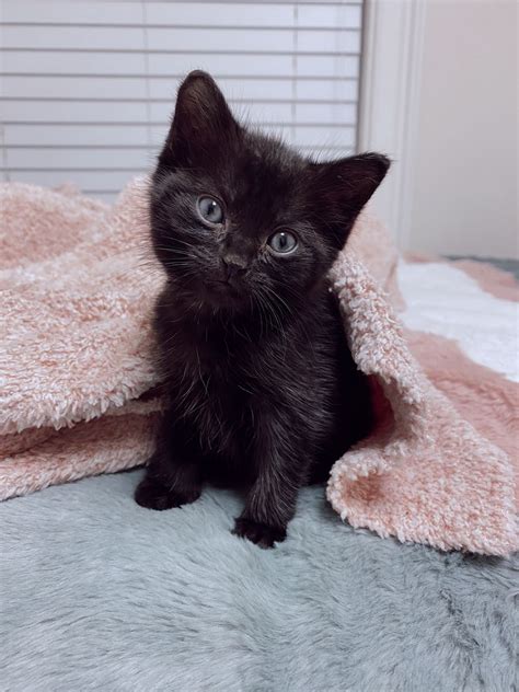 Cute Tiny Black Kitten In 2022 Cute Black Kitten Pretty Cats