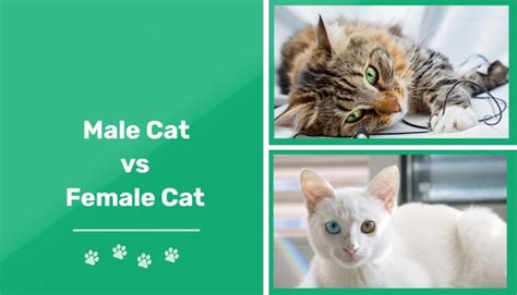 Male Vs Female Cats The Key Differences With Pictures Pet Keen