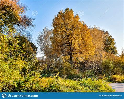 Autumn Tree Branches With Yellow Leaves On Blue Sky