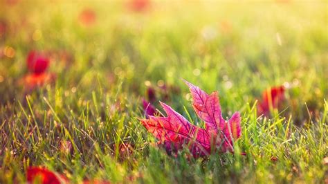 Leaves Grass Macro Bokeh Fall Wallpapers Hd Desktop And Mobile