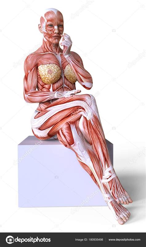 Akram jaffar, department of medical neuroscience dalhousie medicine new brunswick. Female anatomy and muscles, body without skin isolated on white — Stock Photo © e71lena #180935498
