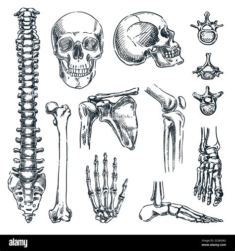 Esqueleto Humano Huesos Y Articulaciones Aislados Sobre Fondo Blanco