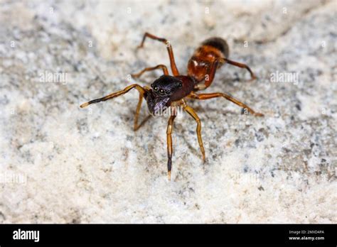Ant Mimic Jumping Spider Ant Spider Myrmarachne Formicaria Female