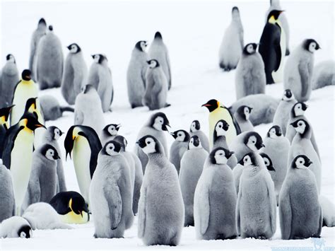 Penguin Wallpaper Screensavers 56 Images