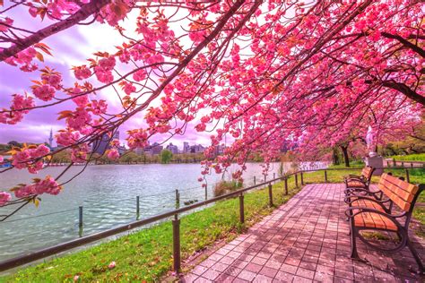 Best Places To See Cherry Blossoms In Japan 2020