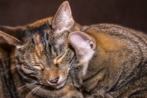 Two Sleepy Tabby Cats Stock Image Image Of Cuddle Darling 98762305