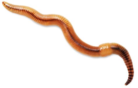 Worms Png Images Transparent Background Png Play