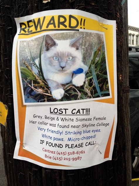 Lost Cat Stolen Noe Valley Sf