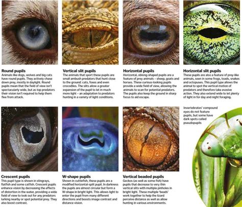 Guide To What Different Shaped Pupils Do As Well As The Animals Which