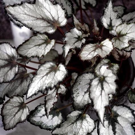Botaniclog Silver Begonia Rex Flowering Indoor Plants Plants