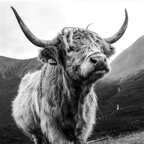 Skye Coo Highland Cow Art Print Highland Cow Art Cow Art Cow