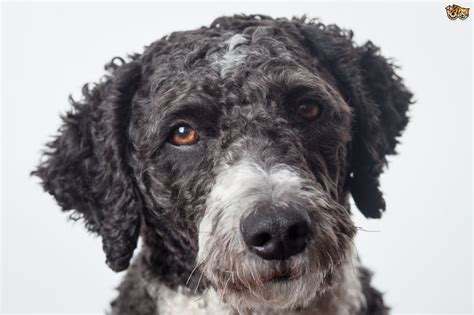 Search both national and local ads of puppies & dog breeders from the comfort of your own home. Spanish Water Dog Dog Breed | Facts, Highlights & Buying Advice | Pets4Homes