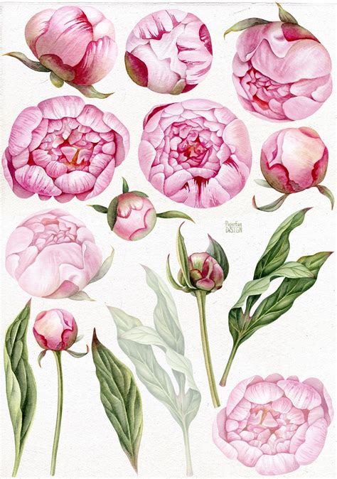 Watercolor Pink Peony Flowers Peony Drawing Peony Art Flower Art