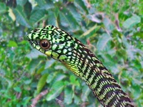 Colubridae Dispholidus Typus Boomslang Tree Snake Flickr