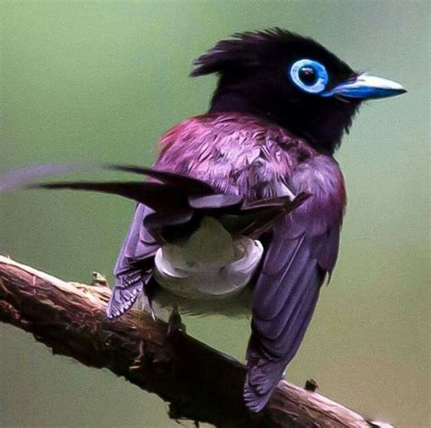 japanese paradise flycatcher terpsiphone atrocaudata beautiful birds most beautiful birds