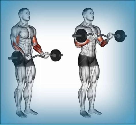 rutina de bíceps y tríceps ⋆ adictos al gym