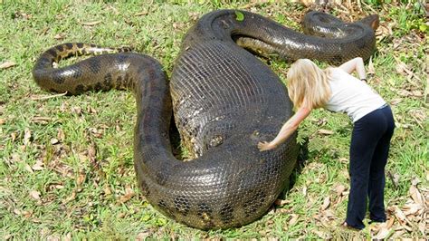 Giant Anaconda | World's biggest python snake found in Amazon river ...