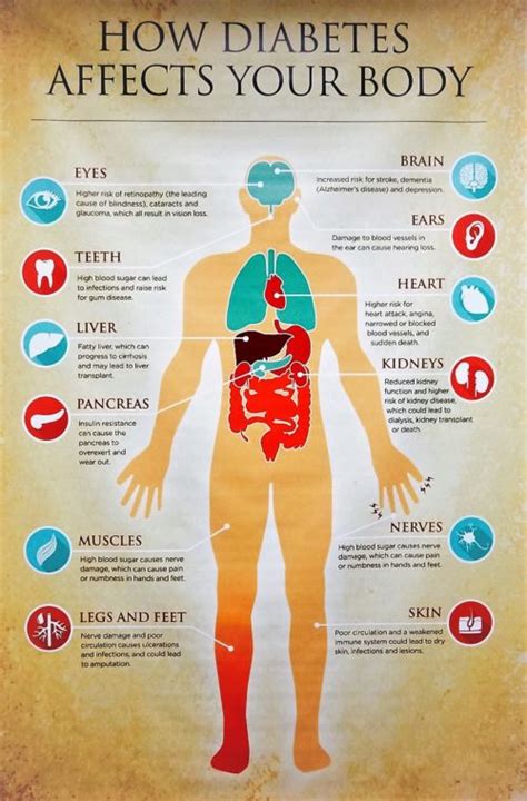 A recent paper published in the journal of diabetes science and technology in 2018 studied the trajectories. How the Blood Sugar of Diabetes Affects the Body | FENFURO