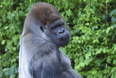 Silverback Gorilla Animals Wiki Fandom