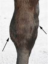 Equine Ocd Treatment