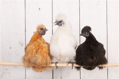 Silkie Breed Basics Just The Facts Small Pet Select