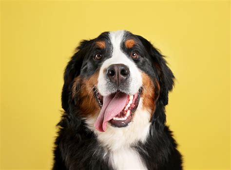 Funny Bernese Mountain Dog Stock Image Image Of Obedient 148997851