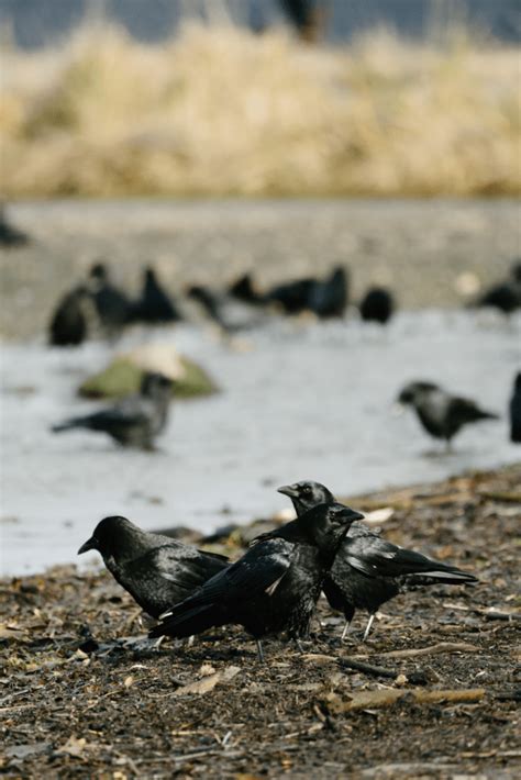 Why Do Crows Gather In Large Numbers Safety Happy Birding