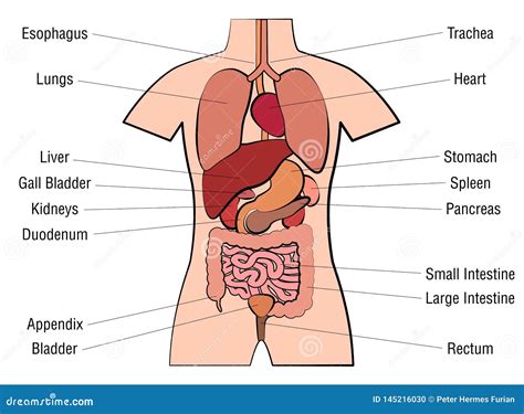 Inner Organs Human Anatomy Chart Names Stock Vector Illustration Of