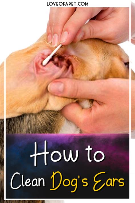How To Clean Dogs Ears At Home 5 Steps Love Of A Pet Dog Cleaning